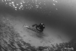 Rebreather diver infront of barracuda by Natasha Maksymenko 